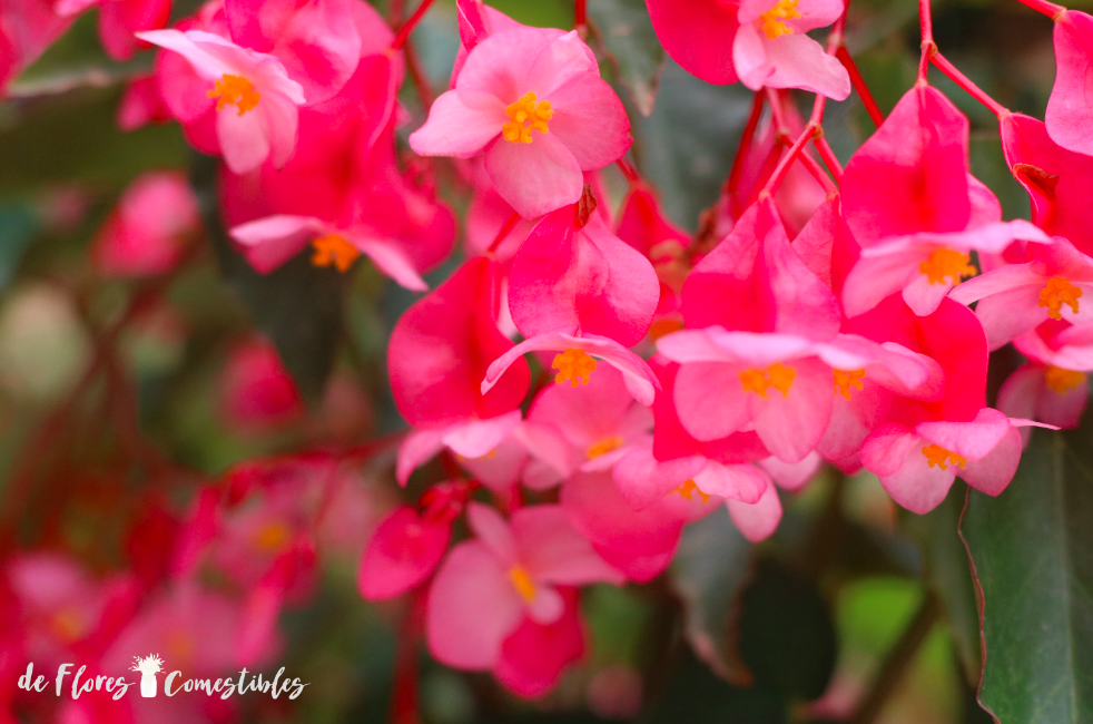 Sillón Completo Murciélago Flor de Begonia. | De flores comestibles