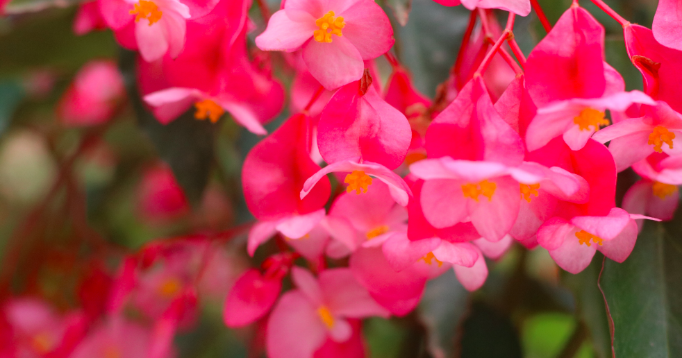 Flor de Begonia. | De flores comestibles