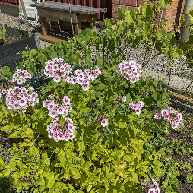 flox, phlox flox, phlox