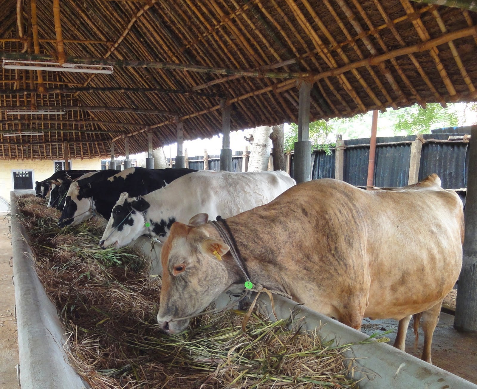 Nature and Farming Feeding Animals on Straw