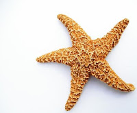 Bintang Laut (Starfish) Bintang Laut (Starfish)