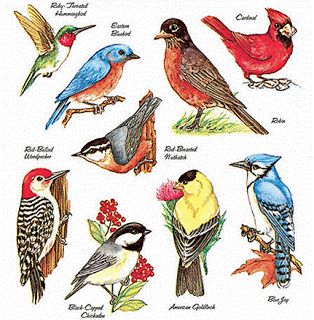 On the Topic of Birds