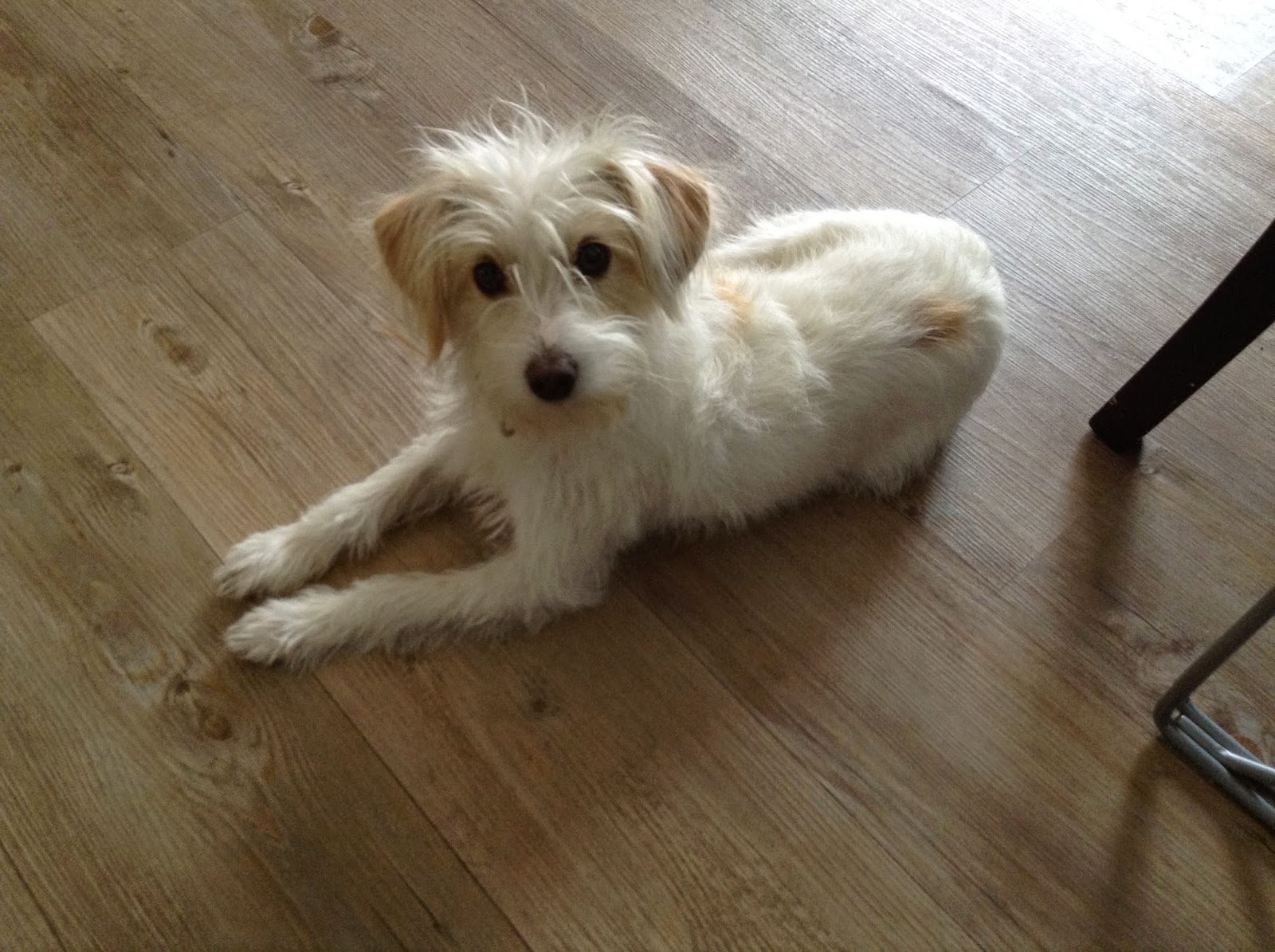 Hunde aus ZentralPortugal adoptieren Emmi unser Ostergeschenk!