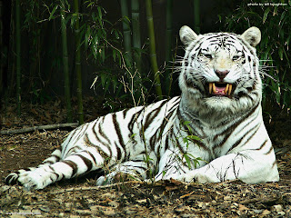 White Tiger images