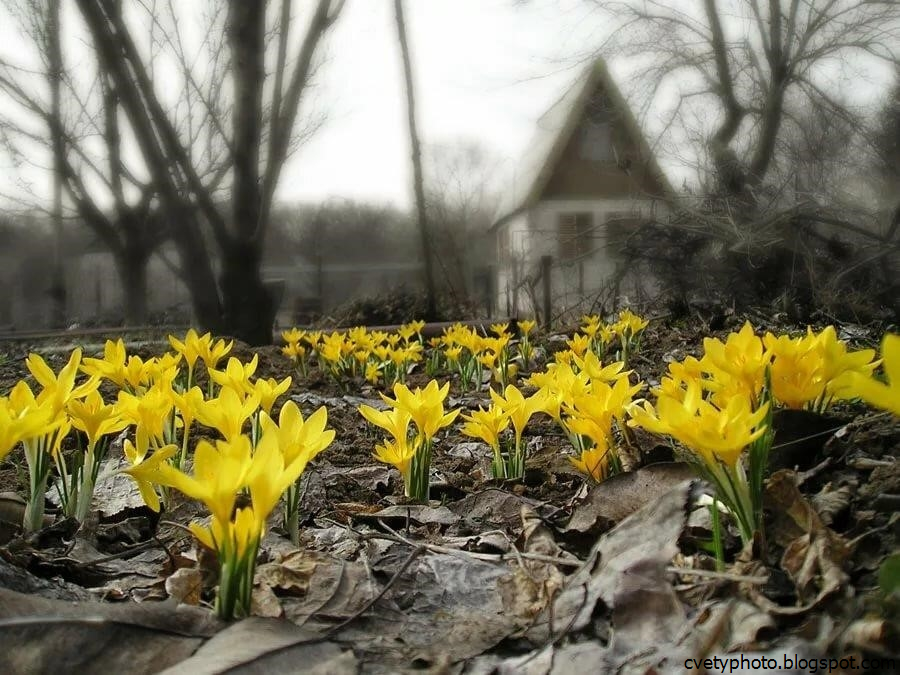 Желтые ранние цветы весной как называется. Пролески желтые. Первоцветы Кисловодска. Желтые первоцветы крокусы. Кандык желтый.