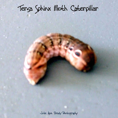 Tersa Sphinx Moth Caterpillar - Leesburg, Florida, November 6, 2016 Tersa Sphinx Moth Caterpillar - Leesburg, Florida, November 6, 2016