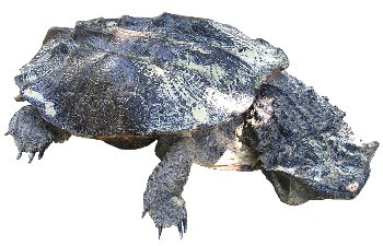 Mata-Matá (Chelys fimbriatus) Mata-Matá (Chelys fimbriatus)