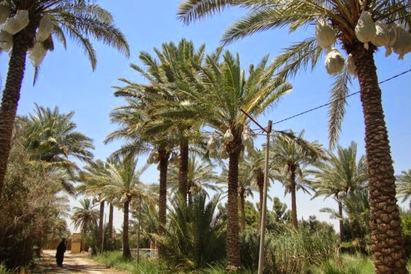 اشجار النخيل May 2017
