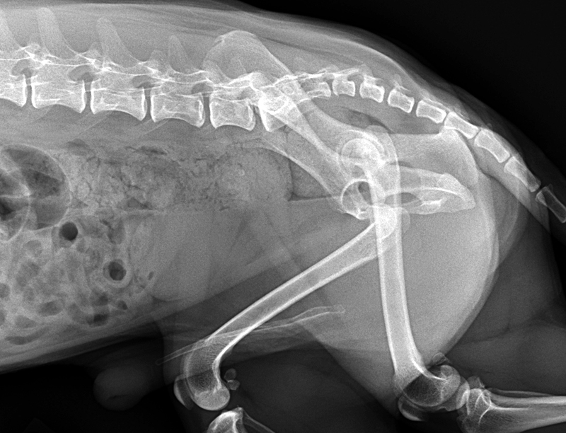 2010vets 3116. A 12yearold Maltese fell from the bed and dislocated his right hip. A rare