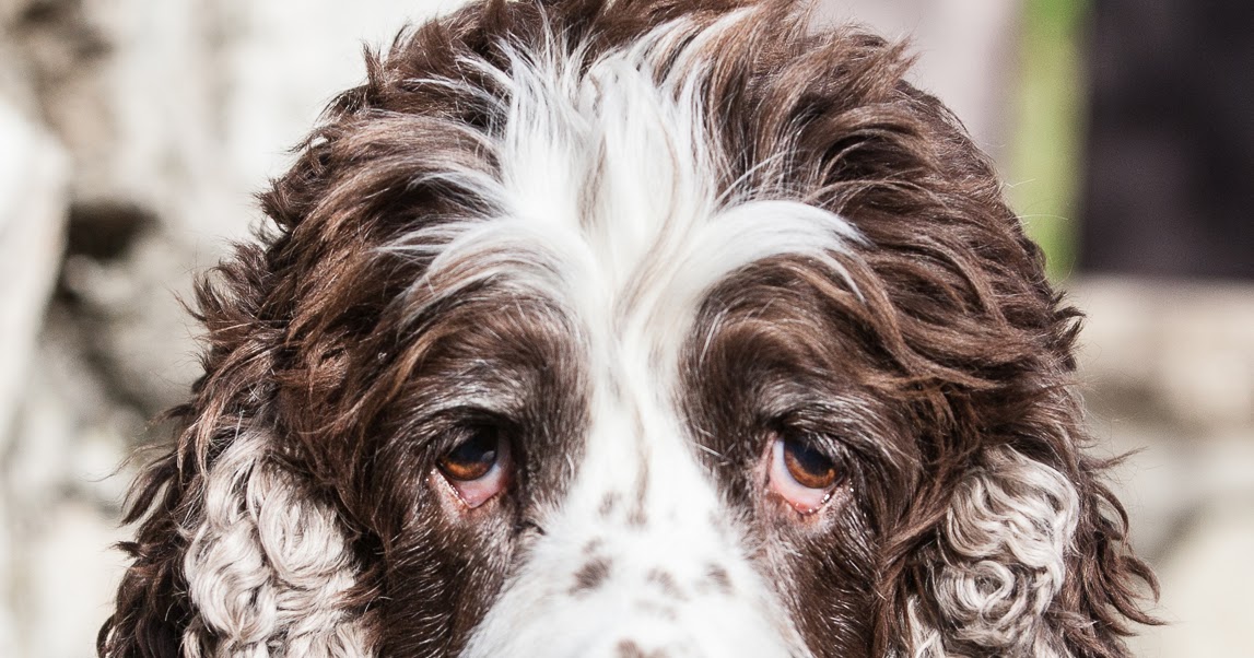 RIVIERA DOGS: Lily, the Springer Spaniel