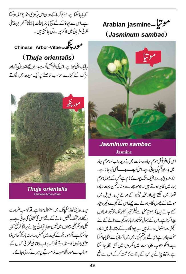 Jasmine Flower In Urdu vlr.eng.br