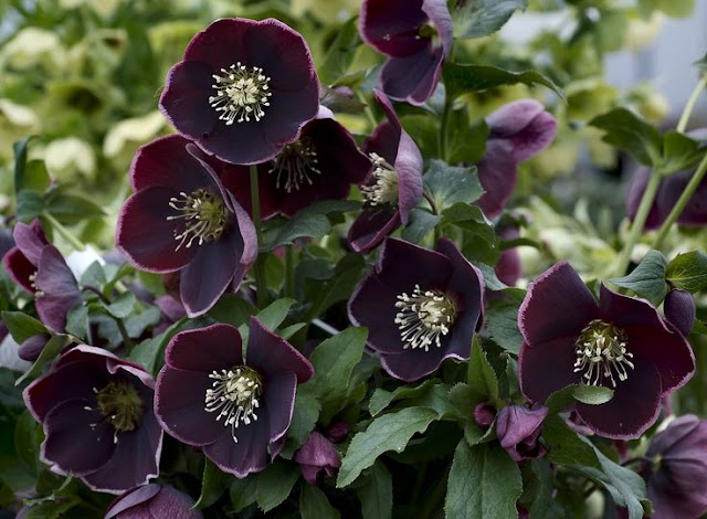 Helleborus%2Bx%2Bhybridus_dark%2Bplum.jp