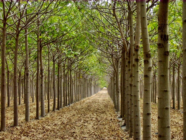 le paulownia ,……… arbre de l'avenir Paulownia le paulownia ,……… arbre de l'avenir Paulownia