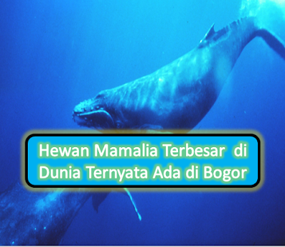 Hewan Mamalia Terbesar Di Dunia Ternyata Ada Di Bogor Joeyxtei