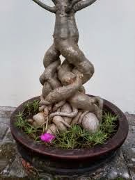 Batang Kamboja Batang Kamboja