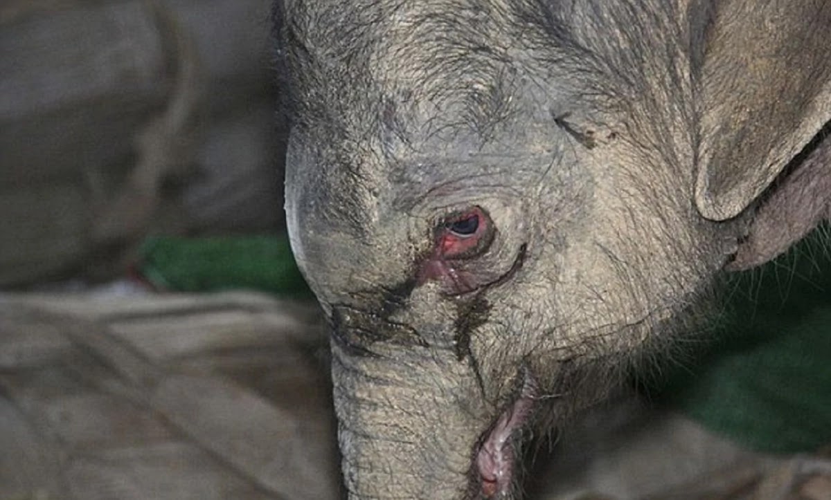 Animals Have Emotions just Like Humans - Proven Once Again By Baby Elephant Wailing After The Loss Of Its Mother