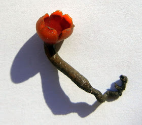 red fungus, Microstoma protractum early spring 