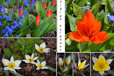 Tidiga tulpaner Tulipa praestans, Tulipa turkestanica, Tulipa tarda