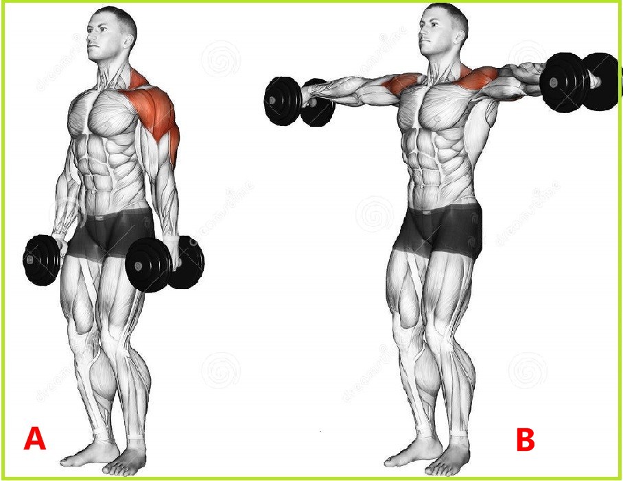 Basic Exercises For Broader Shoulder