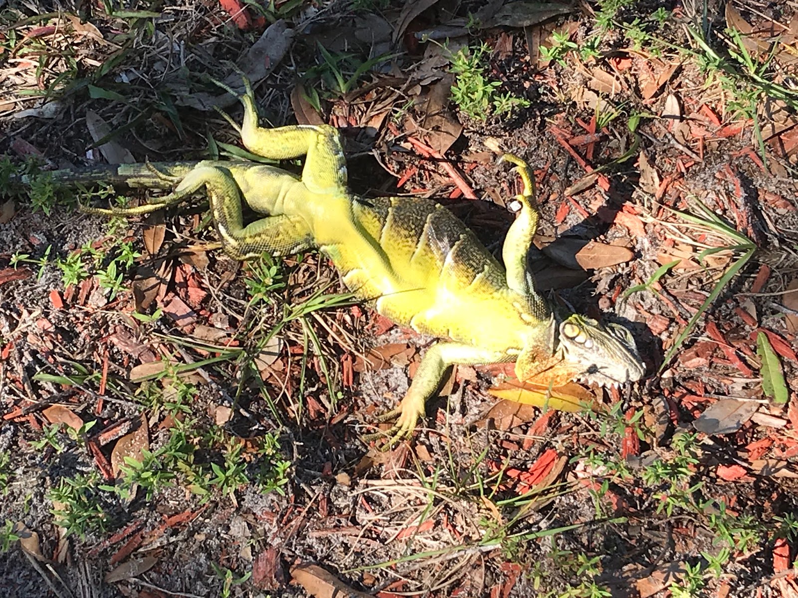 Frozen iguanas falling from trees during cold snap in Florida - USA NEWS1600 x 1200