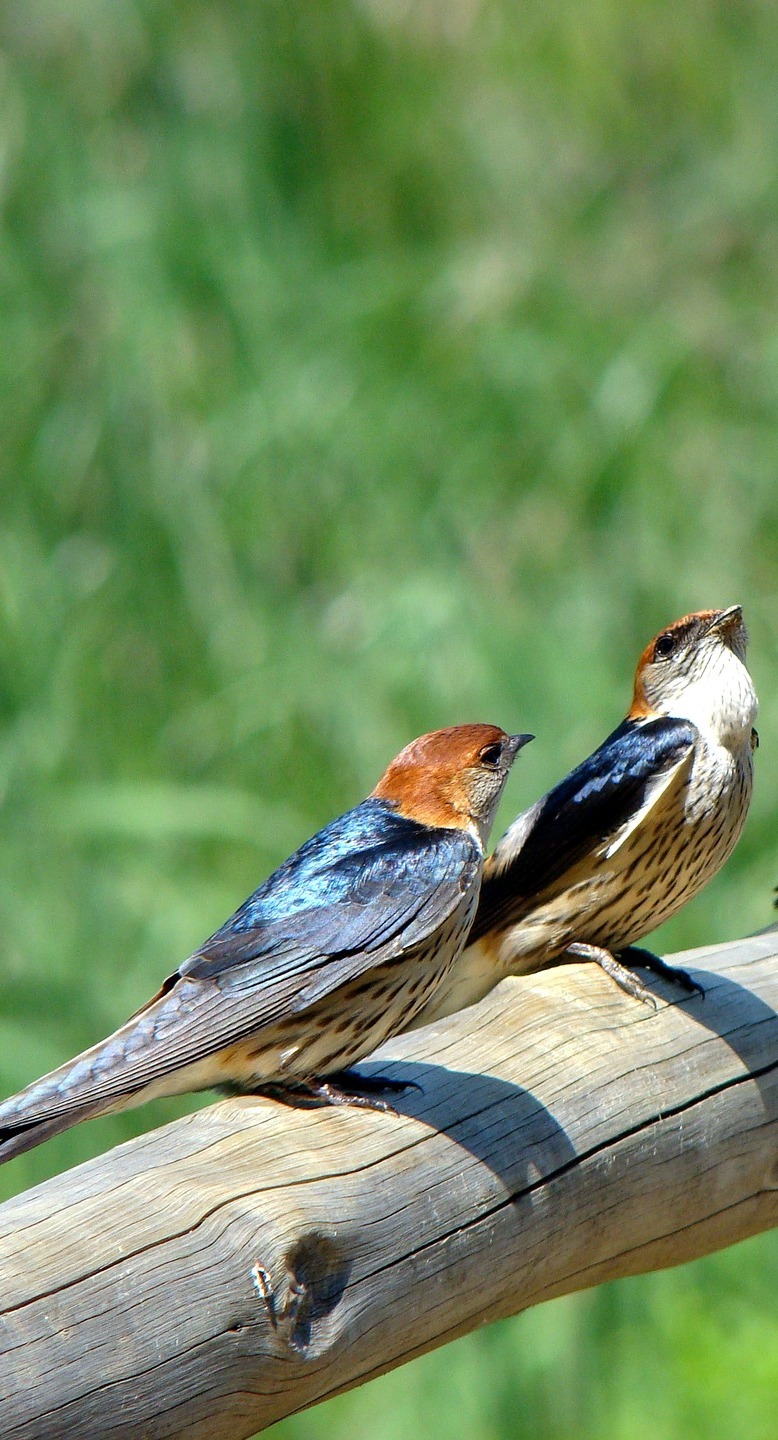 Singing performed by two birds. Singing performed by two birds.