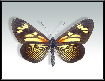 Mariposa perezosa de otoño Actinote pyrrha