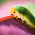famous wildlife photography