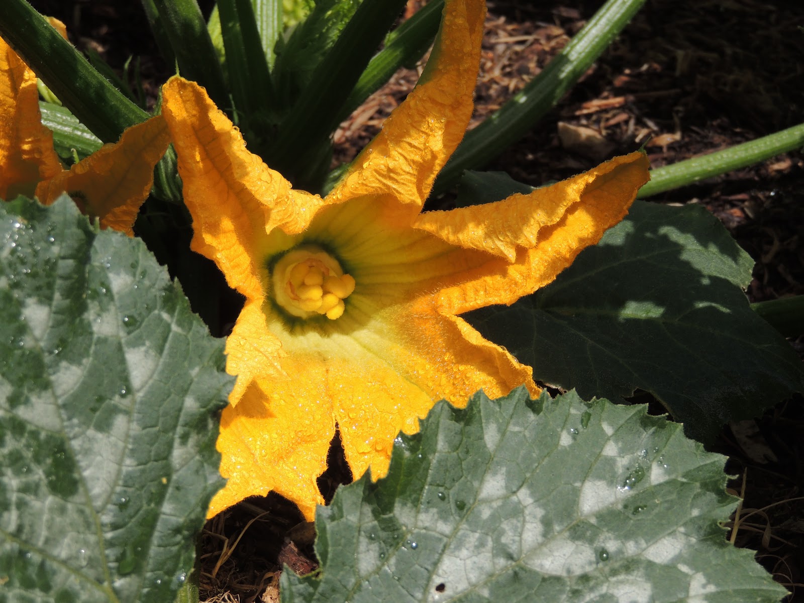 Adelaide Unearthed Growing your own