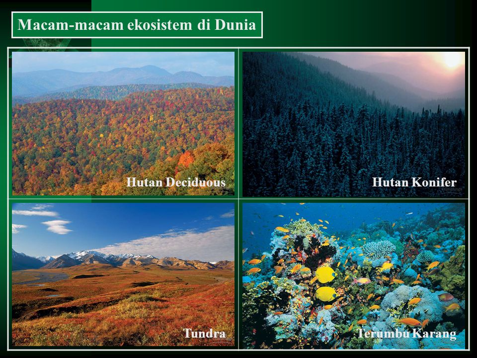 Rangkuman Biologi Kelas X - Keanekaragaman Gen, Jenis dan Ekosistem