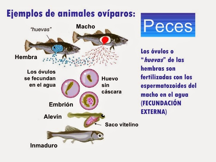 Info animales FECUNDACIÓN EXTERNA EN PECES
