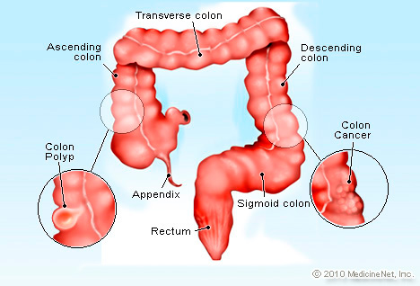 Salud vida intestinal qu es el colon 