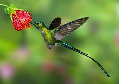 Jenis Pakan Terbaik Untuk Burung Kolibri Atau Burung Madu Jalan Ampuh