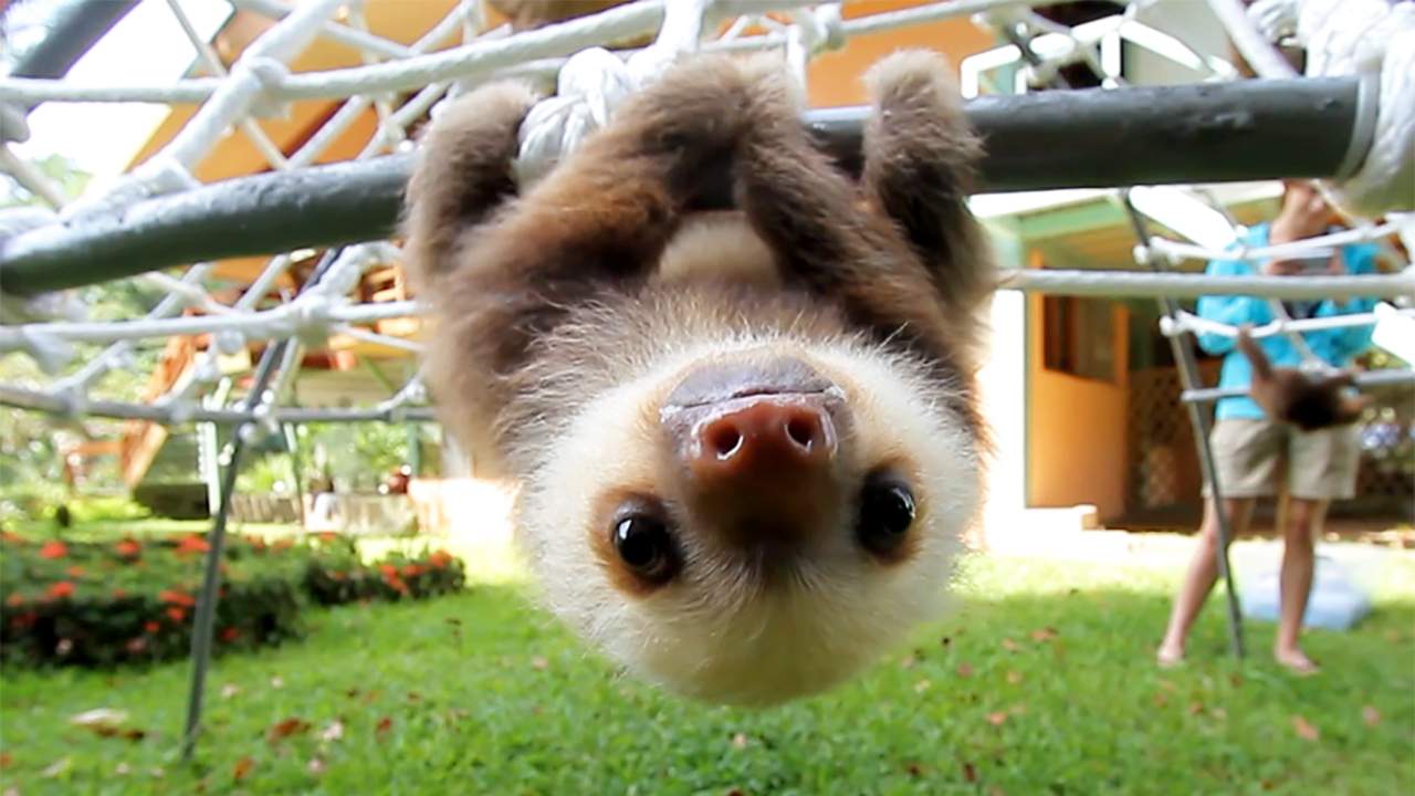 Funny animals of the week - 9 September 2016, best funny animal photos, cute animal picture, animal album