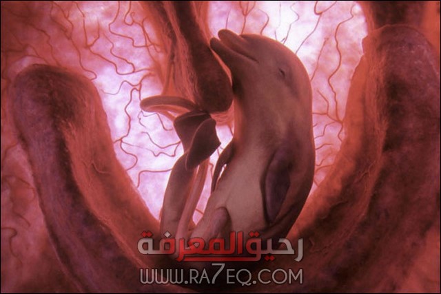 صور أجنة بعض الحيوانات في ارحام امهاتها