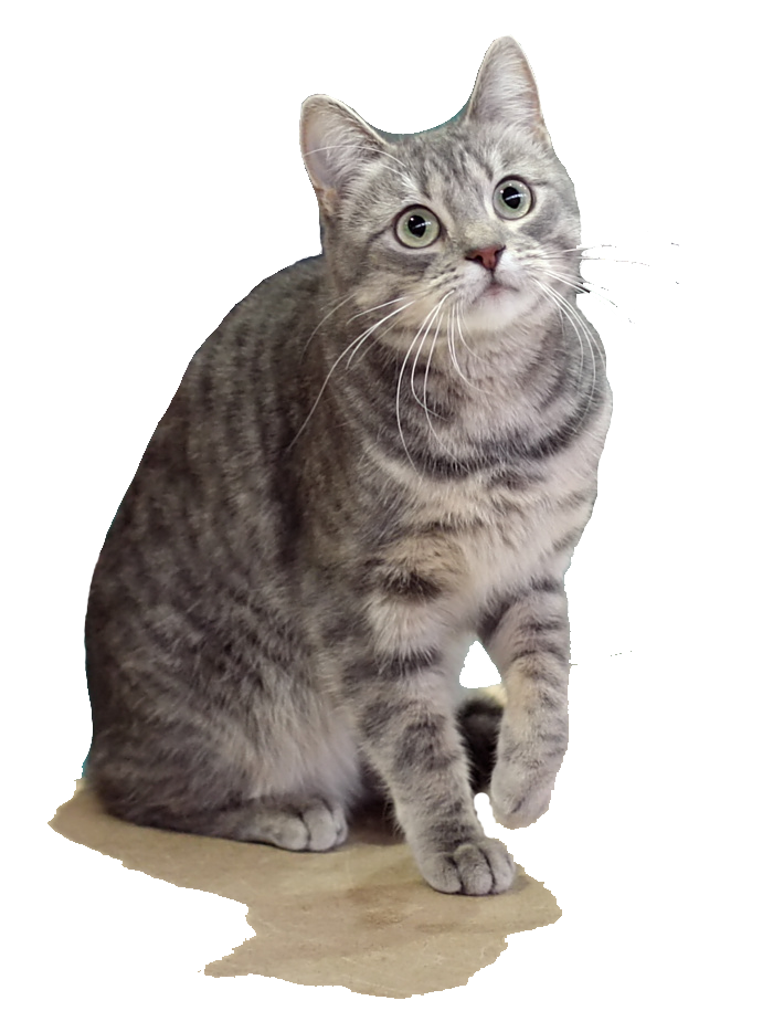 European Cat Life cats