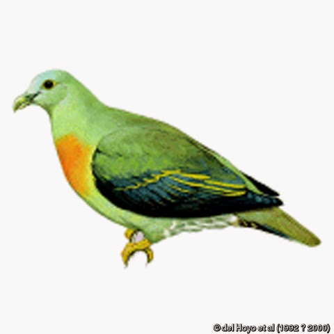 Large green pigeon