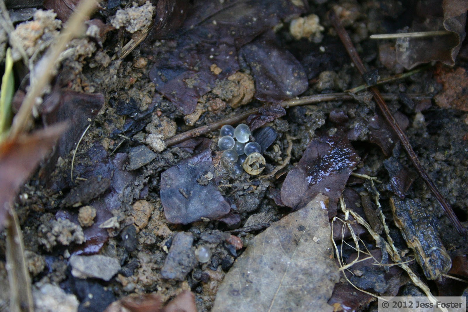 Sluggin' Along Slug Eggs Clutches 21 & 22