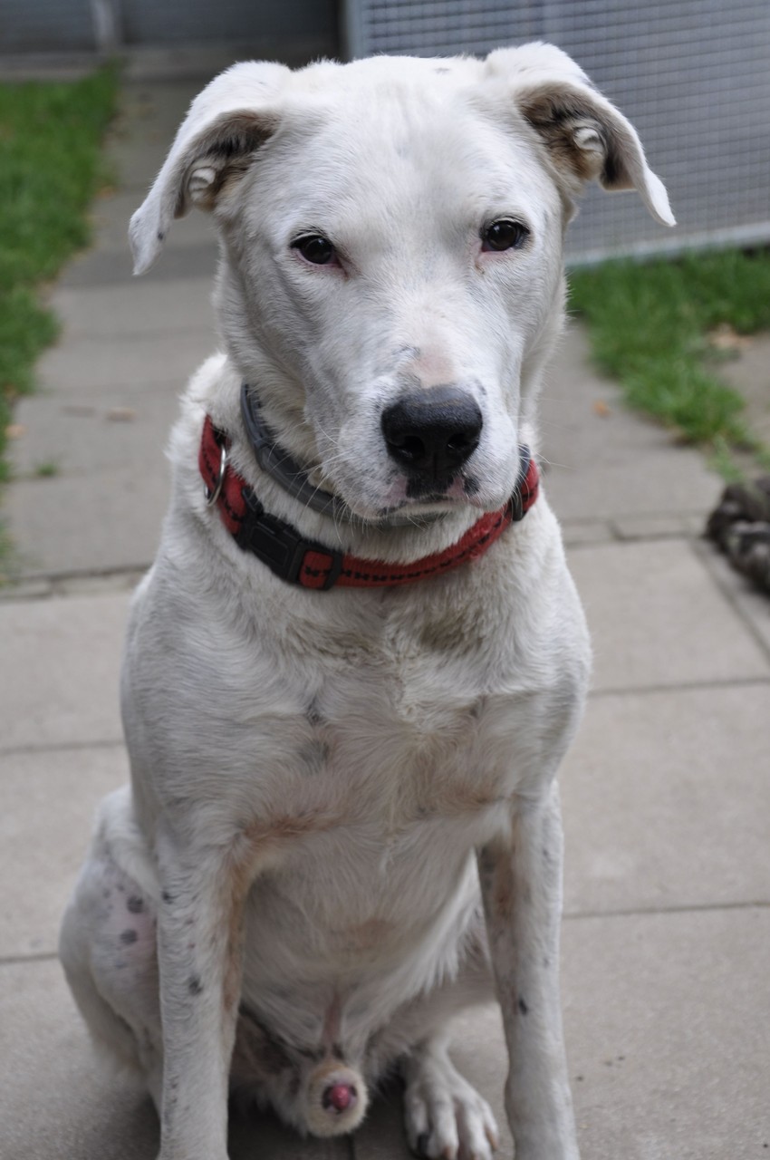 tierheim stadthagen woodenbild )