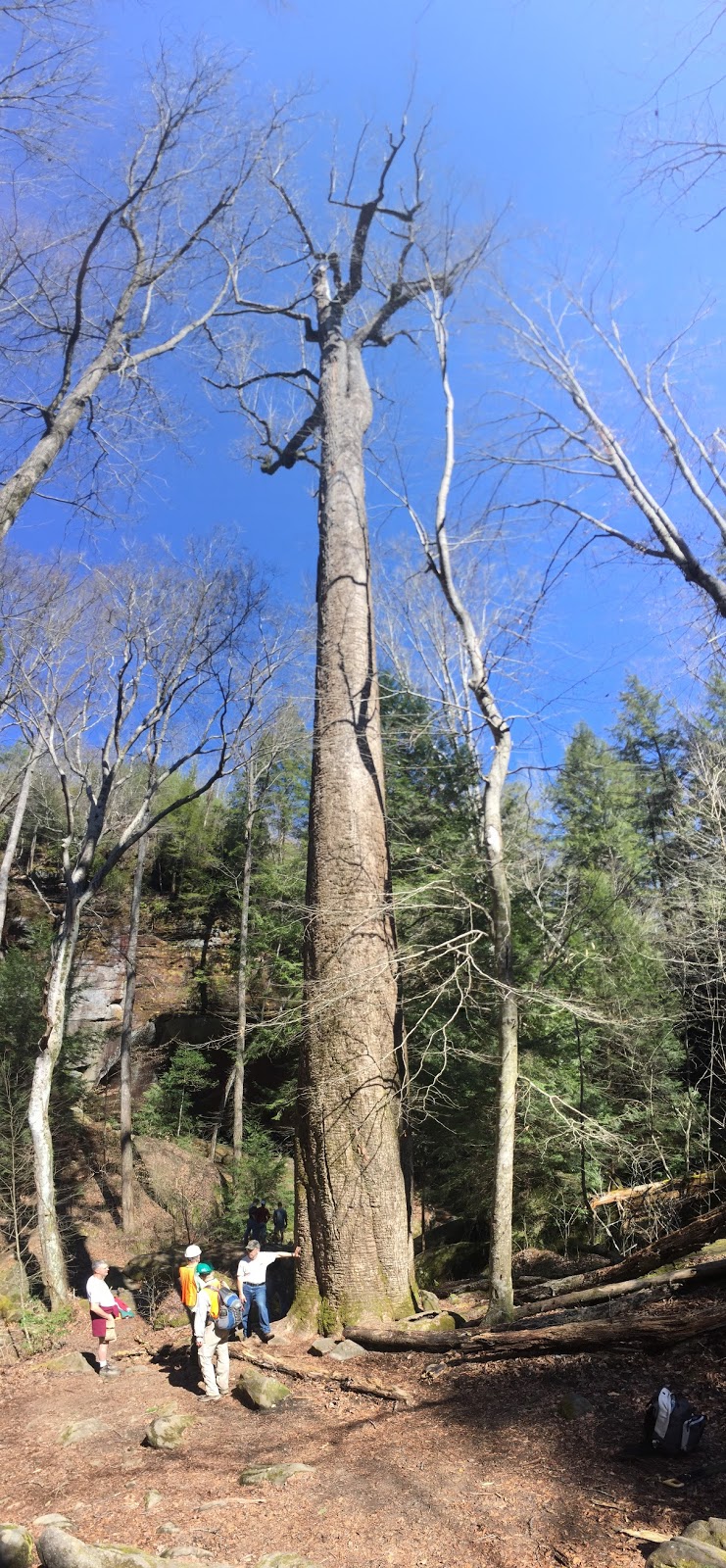 Rex's Adventures The Big TreeSipsey Wilderness AreaBankhead National ForestPreferred Hiking