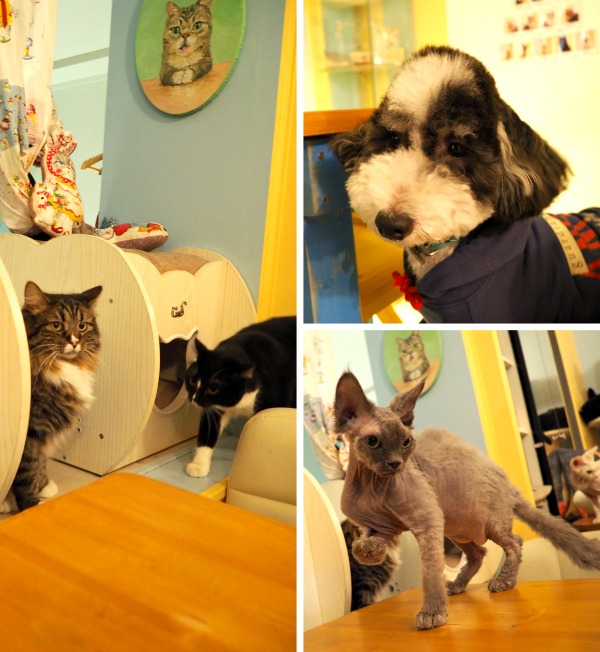 Cats from Paris {France} Traveling Cats Travel Pictures of Cats