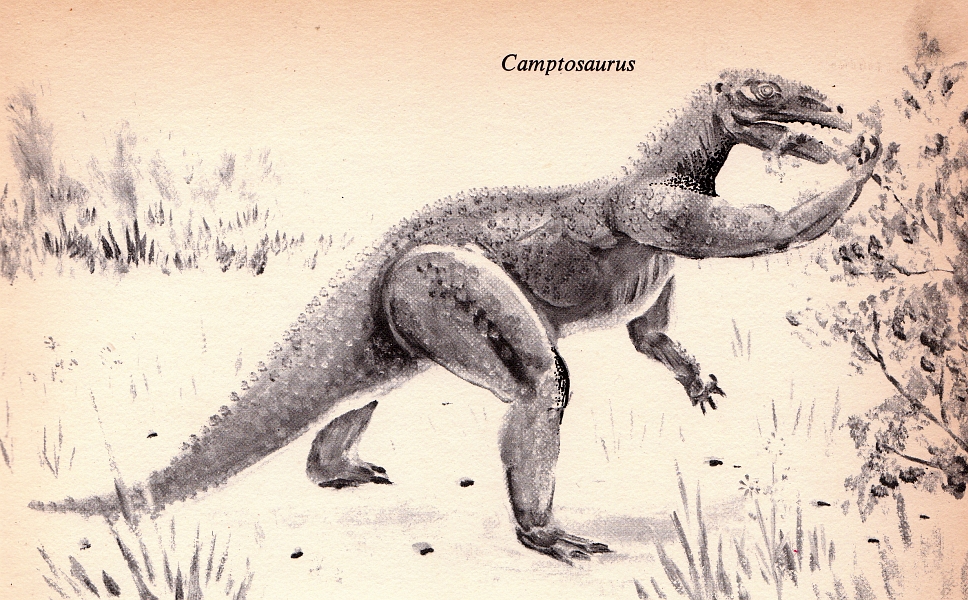 Camptosaurus.jpg