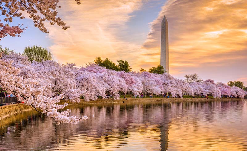Cherry Blossom Season Is Coming: 5 Tips for Planning the Perfect Trip to Washington, DC