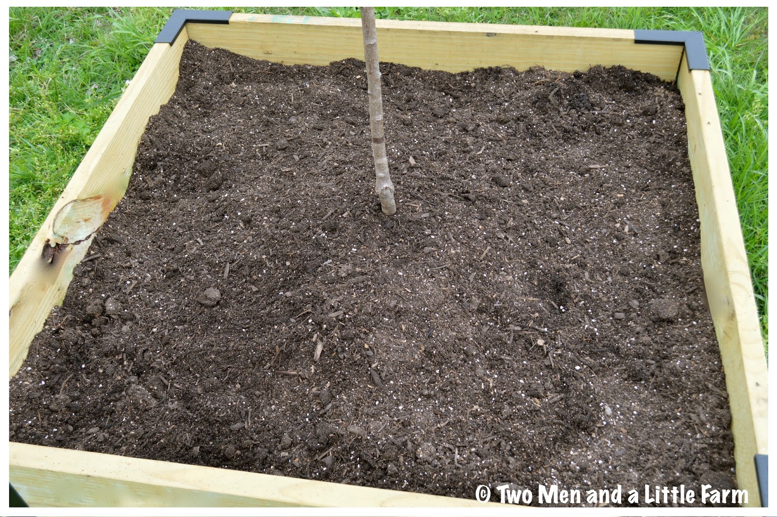 HOw To FRUIT TREES PLANTED IN RAISED BED ORCHARD