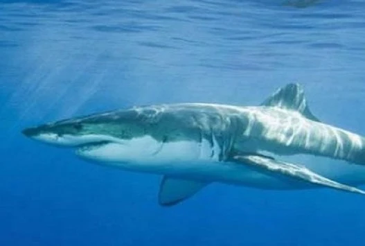 Τρόμος στο Βόλο: Ψάχνουν τη μητέρα του μικρού καρχαρία που πιάστηκε στα δίχτυα ψαρά!
