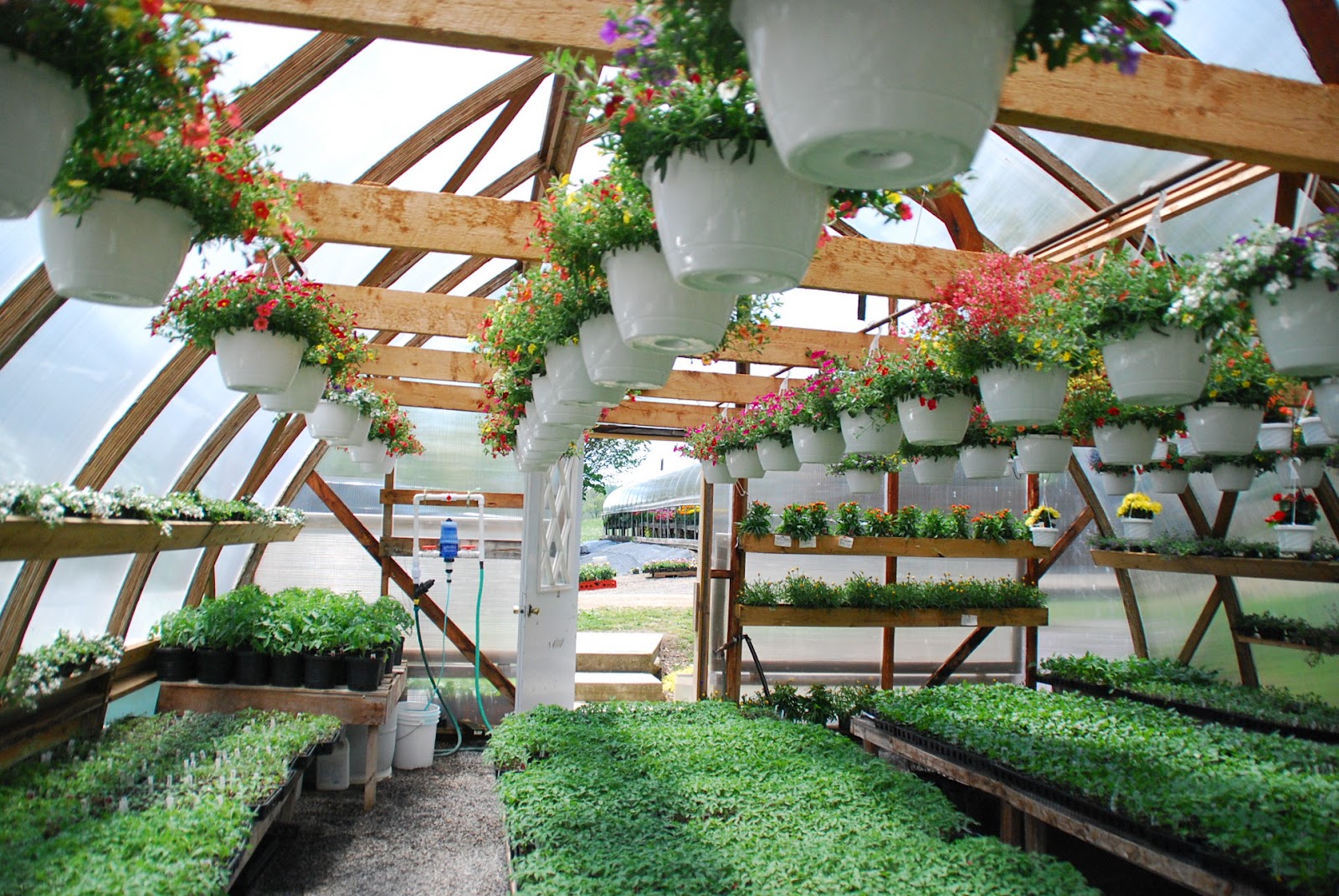 Amish Crossings with Karen Anna Vogel Inside “Katie Bylers” Amish