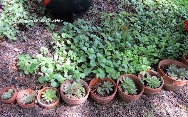 Terra Cotta Pot Garden Edging