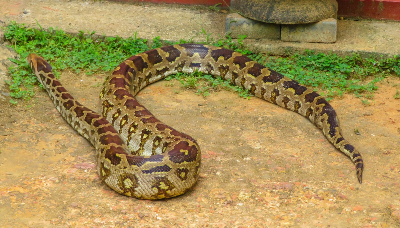 Cannundrums: Indian Rock Python