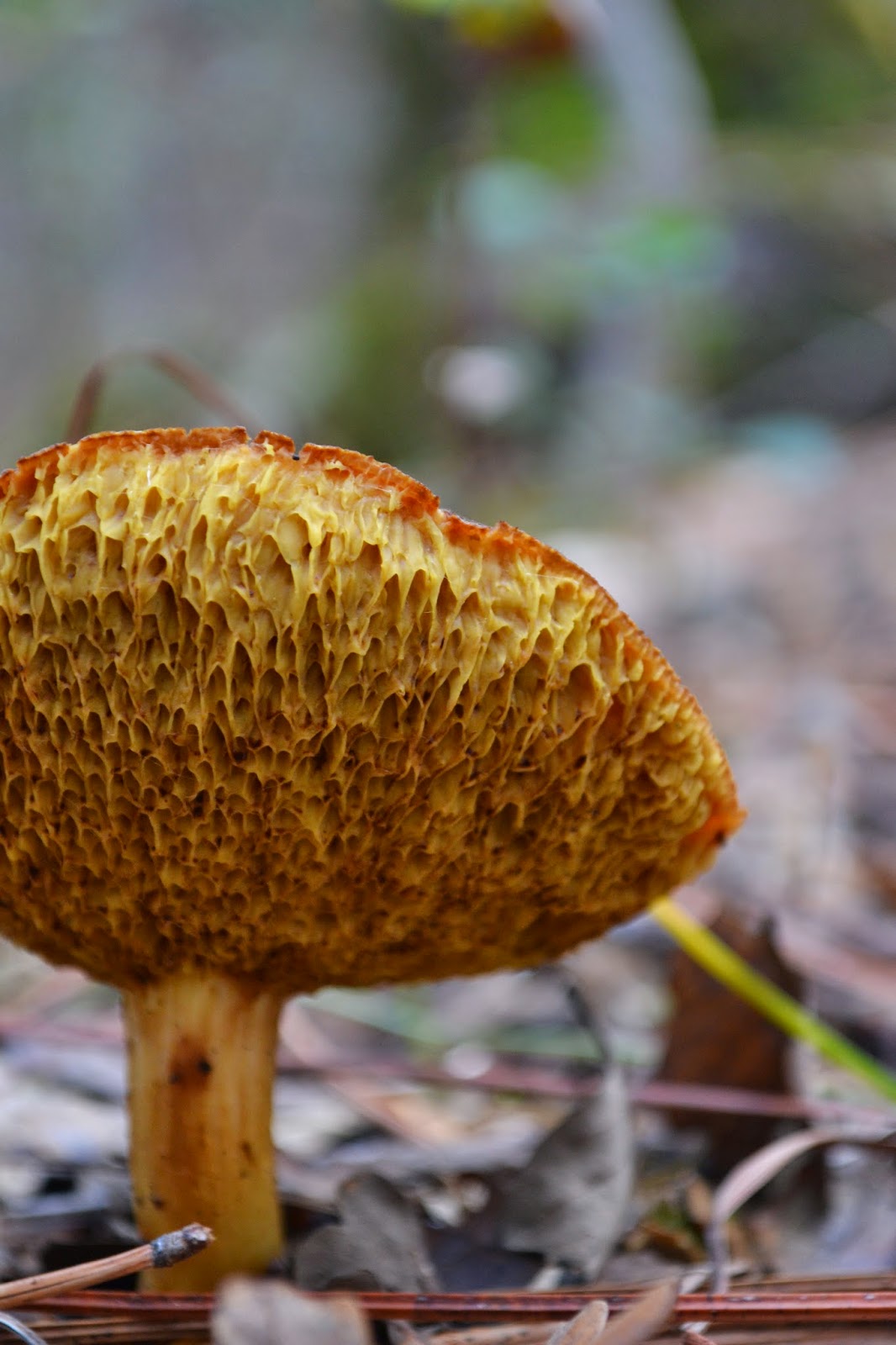 Mountains and Valleys Mushroom Hunting in Nevada County Part One Gateway Park