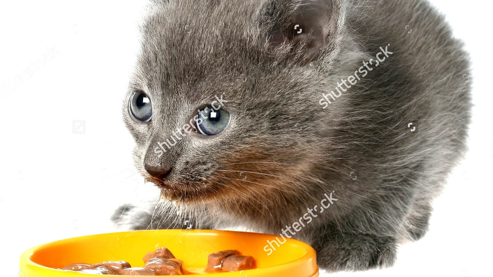 Kittens Eating Cat Food Cat Choices