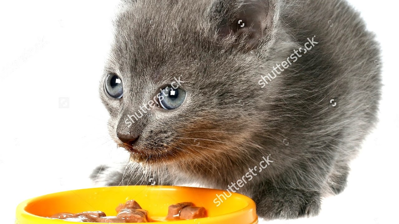 Kittens Eating Cat Food Cat Choices